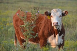 BT_Hereford_Heifer_Musk_Thistle