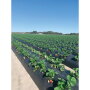 well-pict-strawberry-field.jpg