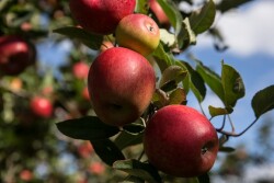 Jazz apples