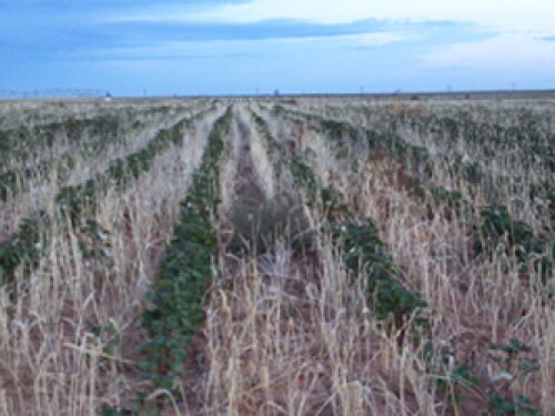 Dry Texas Cotton