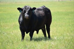 Bulls - Credit: Paige Carlson