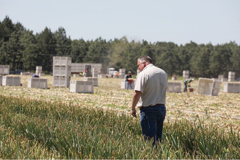 Cliff Riner pictured during Vidalia onion harvest.