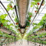 Many rows of metal tubs with strawberry plants shooting out run down the length of a greenhouse. Black irrigation tubes hang throughout. 