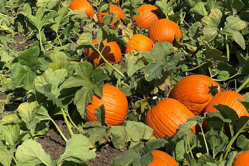 The switch from traditional row crops to specialty crops can be intimidating. Here are the five things you need to know before getting started.