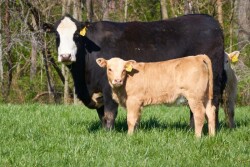 A black bald-face cow standing in a green pasture with two calves.