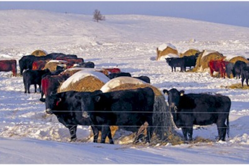 Bale Grazing