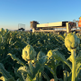 artichokes in field