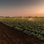 cabbage field