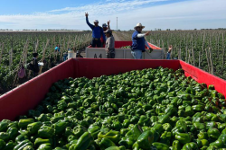 The green bell pepper market has been steady in the high teens with volume expected to increase in January, according to Fresh Farms sales representative Marco Serrano.
