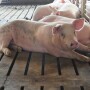 Proposition 12 increases costs for producers and consumers.