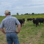 BT_Cattle_Producer_Cows