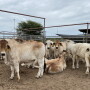 Brahman at BCS