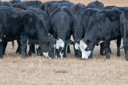 Bred Heifers