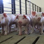 In 2018 China produced nearly half of world pork.