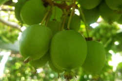 Kiwiberries from New Zealand are available for the U.S. market February through March.