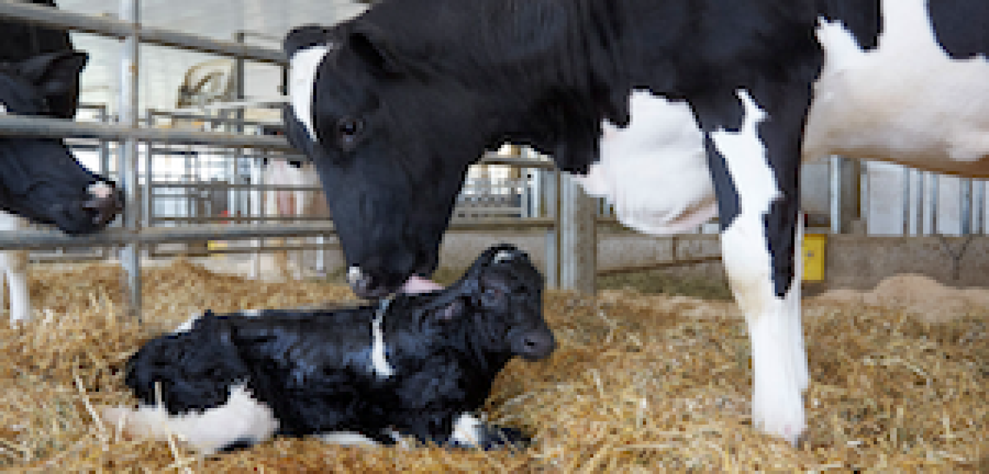 Newborn calf