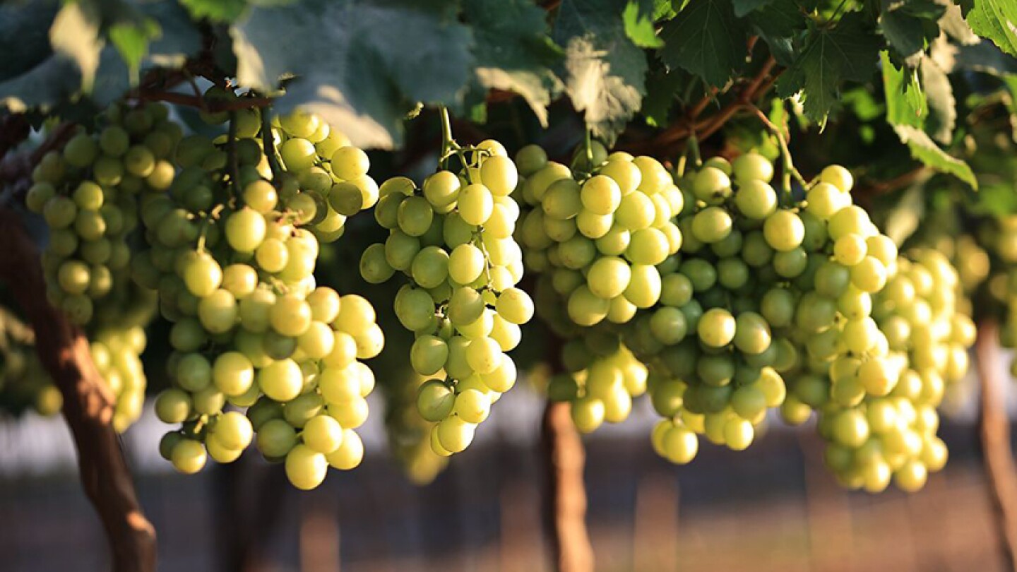 New varieties of table grapes gaining favor - The Packer