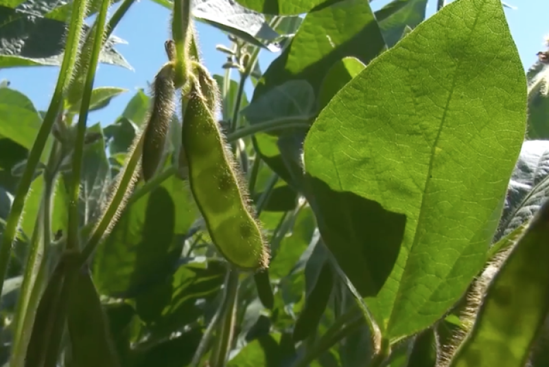 Minnesota soybeans