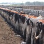 Dairy Heifers