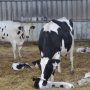 Dairy cows after birth