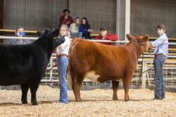 Young exhibitors at a livestock show