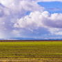 drought field