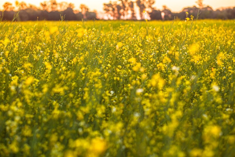 Nuseed Carinata harvest is underway in the southern United States, starting near Tifton, Georgia.