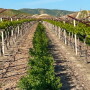 Bari Produce spring grapes