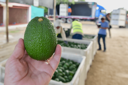 Peruvian avocado promotions usually run from Memorial Day to Labor Day, but this year they kicked off on Father’s Day, June 17, so promotable volumes should continue through September.