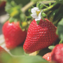 Well-Pict strawberry web.png