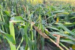 Pro Farmer editor Brian Grete takes you into a damaged corn field to show viewers why measuring the derecho damage was so difficult this year. 