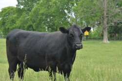 BT_Angus_Cow
