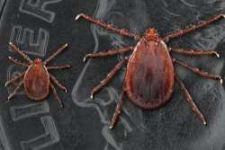 Longhorned tick