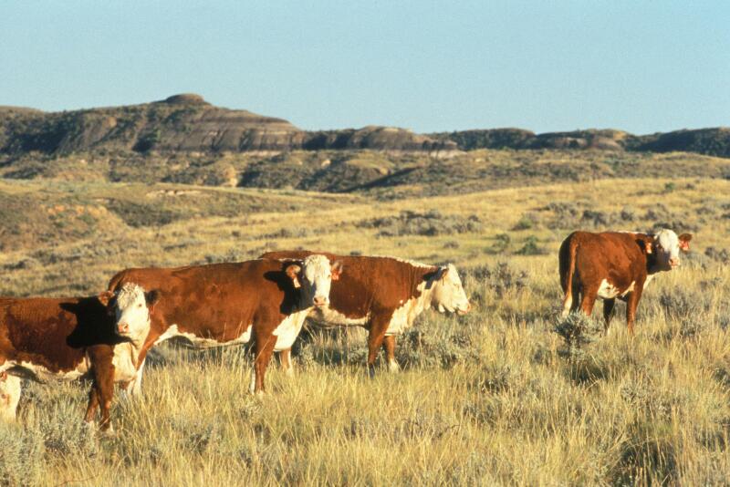 Cows grazing western range