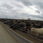 Stock photo of cattle on feed. 