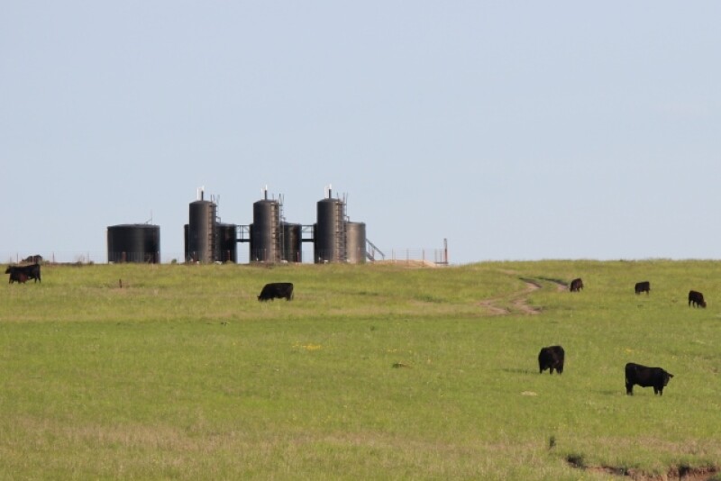 BT_Oilfield_Cattle