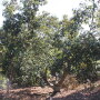 Bacon avocados, grown on trees like this one in Temecula, Calif., are one of a number of varieties other than the popular hass that are offered by some California growers. They’re available from mid- to late winter.