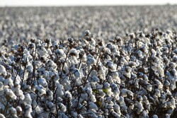 Cotton