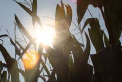 corn-and-sky-crop-tour-nebraska.jpg