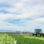  Harvest day in the Salinas Valley. 