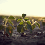 Soybeans