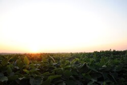 Sunset over Iowa soybean field.