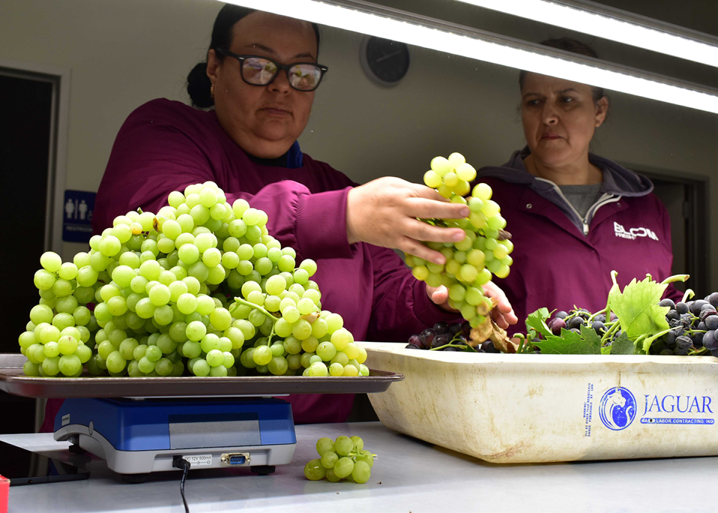 Bred for success: Inside the Bloom Fresh Fruitworks Discovery Center ...