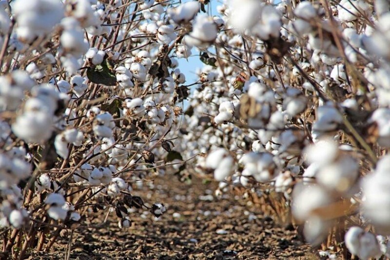 Ed Barnes, senior director of Agriculture and Environmental Research at Cotton Incorporated, says technological change is occurring at a rapid pace. “The technology to do all these things is already here,” Barnes adds. “We want to piece it together.”