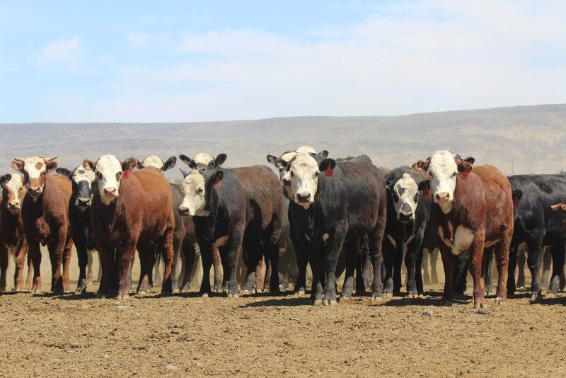 Baldie steers