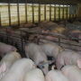 Pig barn_markethogs_NPB