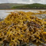 Seaweed