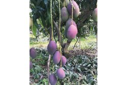 CarbAmericas Inc. received its shipment of first tommy atkins mangoes of the
season from Brazil in late August says president Jeff Friedman.