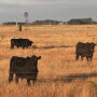 BT_Australia_Cattle