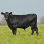 Angus steer